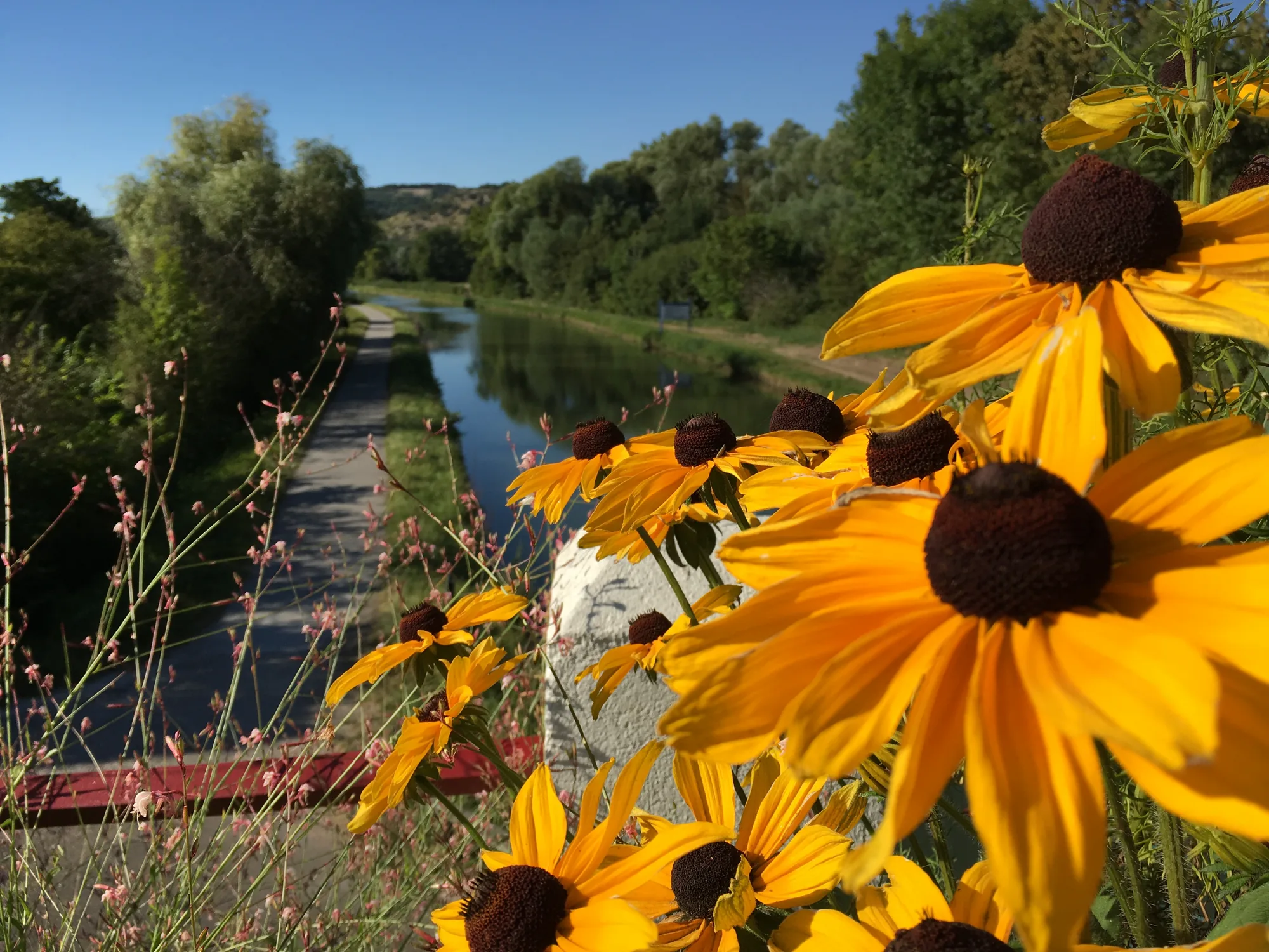 Rudbeckias en fleur au bord du canal de Bourgogne Rudbeckias en fleur au bord du canal de Bourgogne