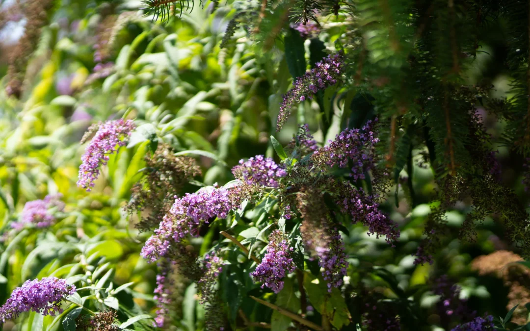 parc-et-nature-dsc06864