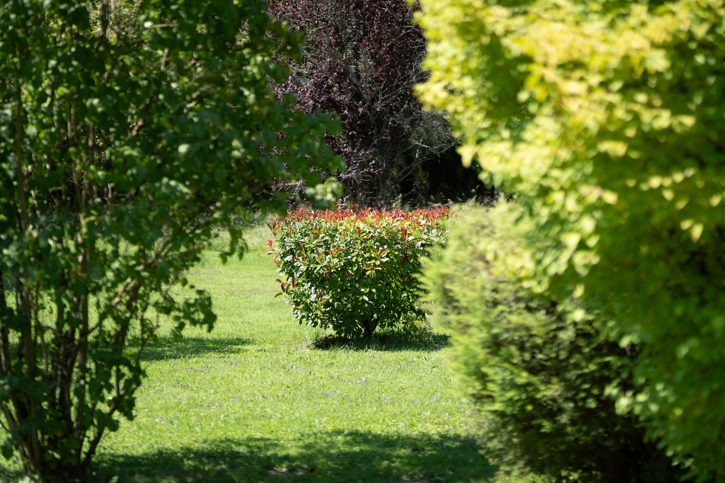 Allée du parc du Château d'Arceau Allée du parc du Château d'Arceau