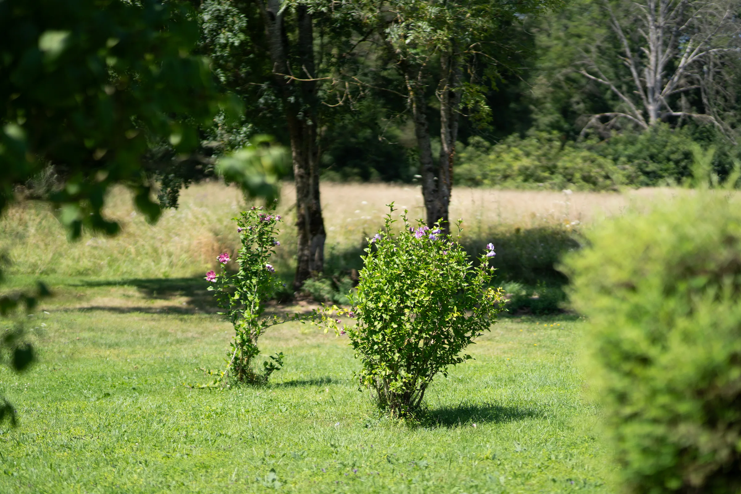 La Tille traversant le parc du château La Tille traversant le parc du château