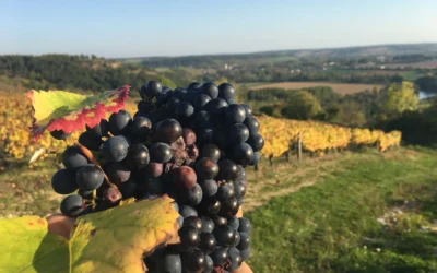 Vendanges en Bourgogne : vivre septembre au milieu des vignes