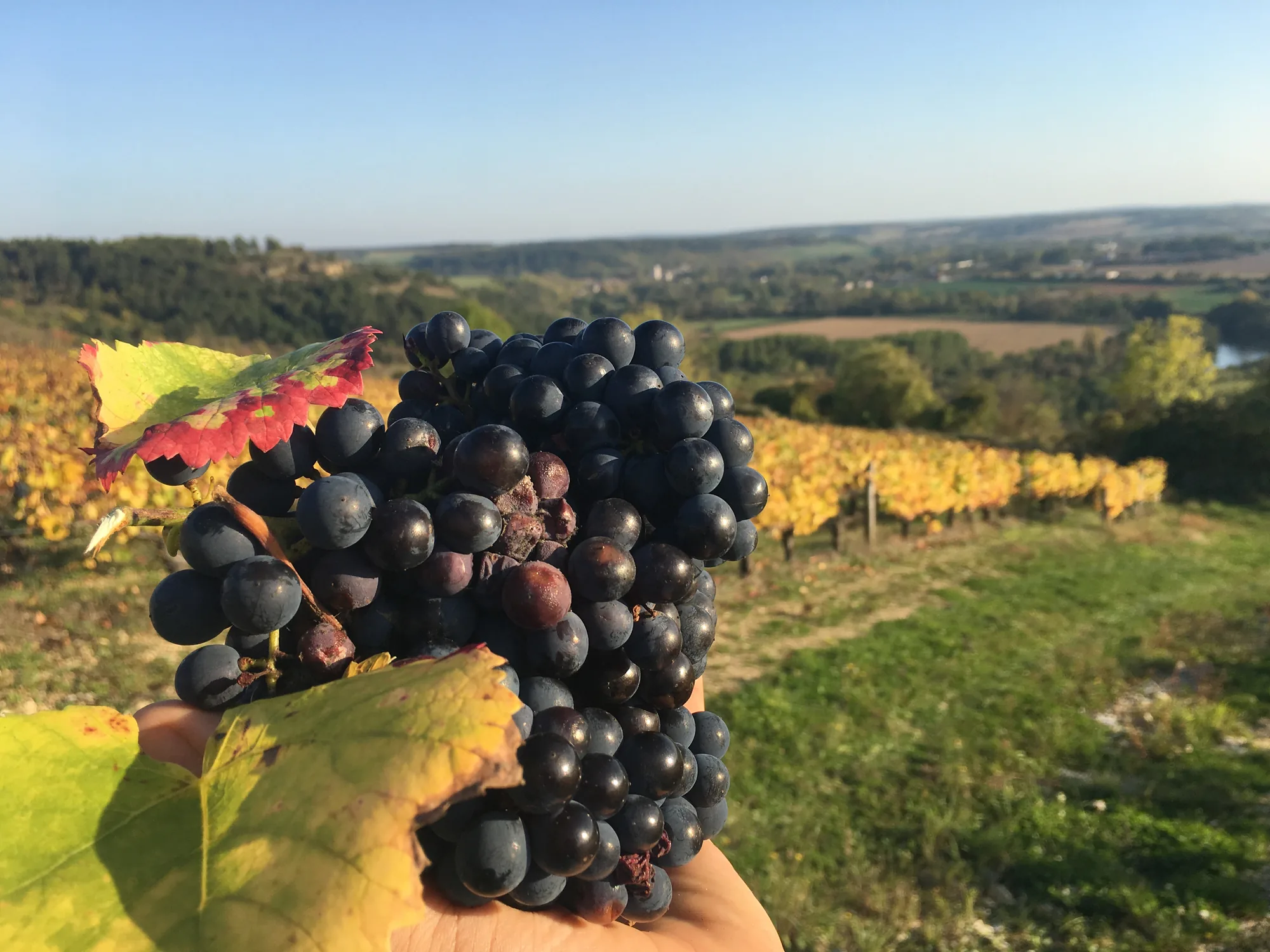 Pinot noir à pleines mains pendant les vendanges Pinot noir à pleines mains pendant les vendanges