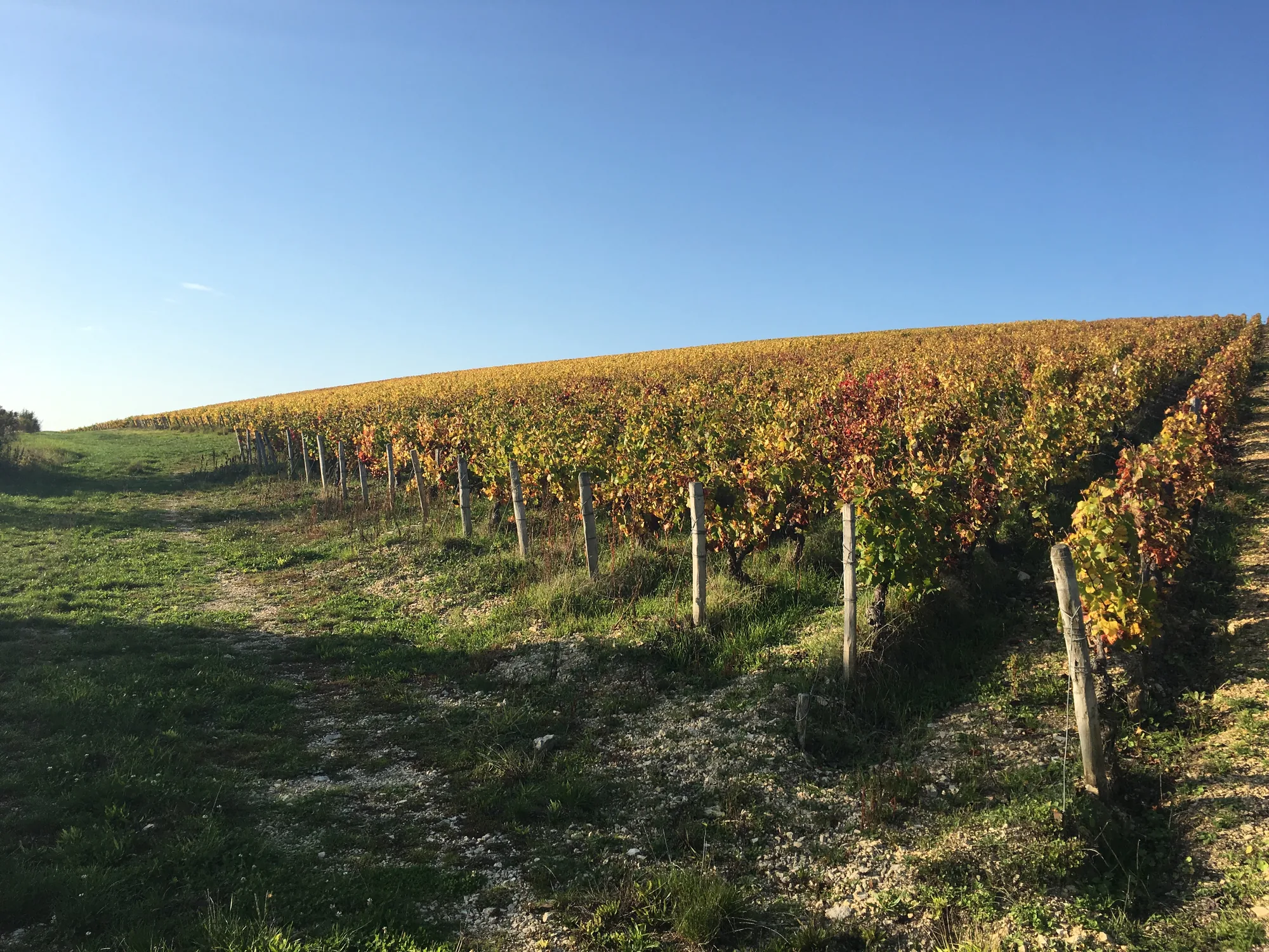 La Route des Grands Crus dorée par l'automne La Route des Grands Crus dorée par l'automne