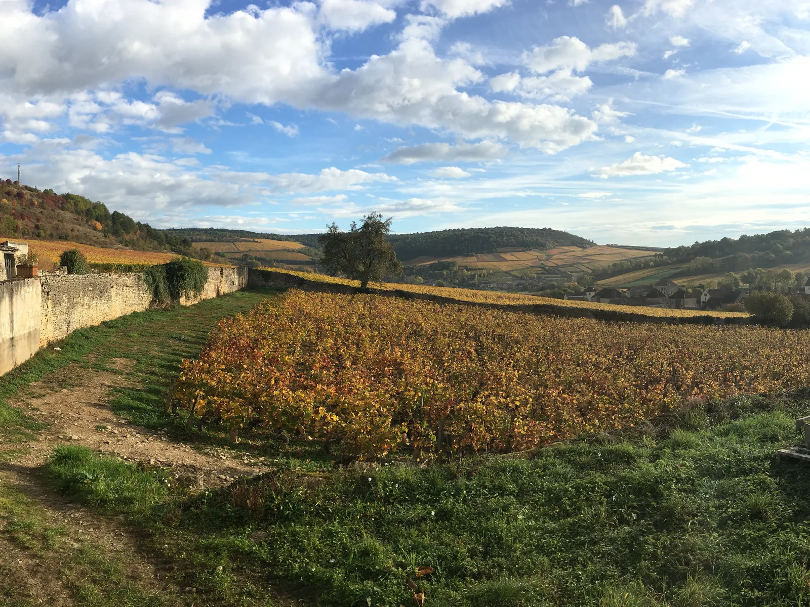 Un clos de vignes au pied des coteaux Un clos de vignes au pied des coteaux