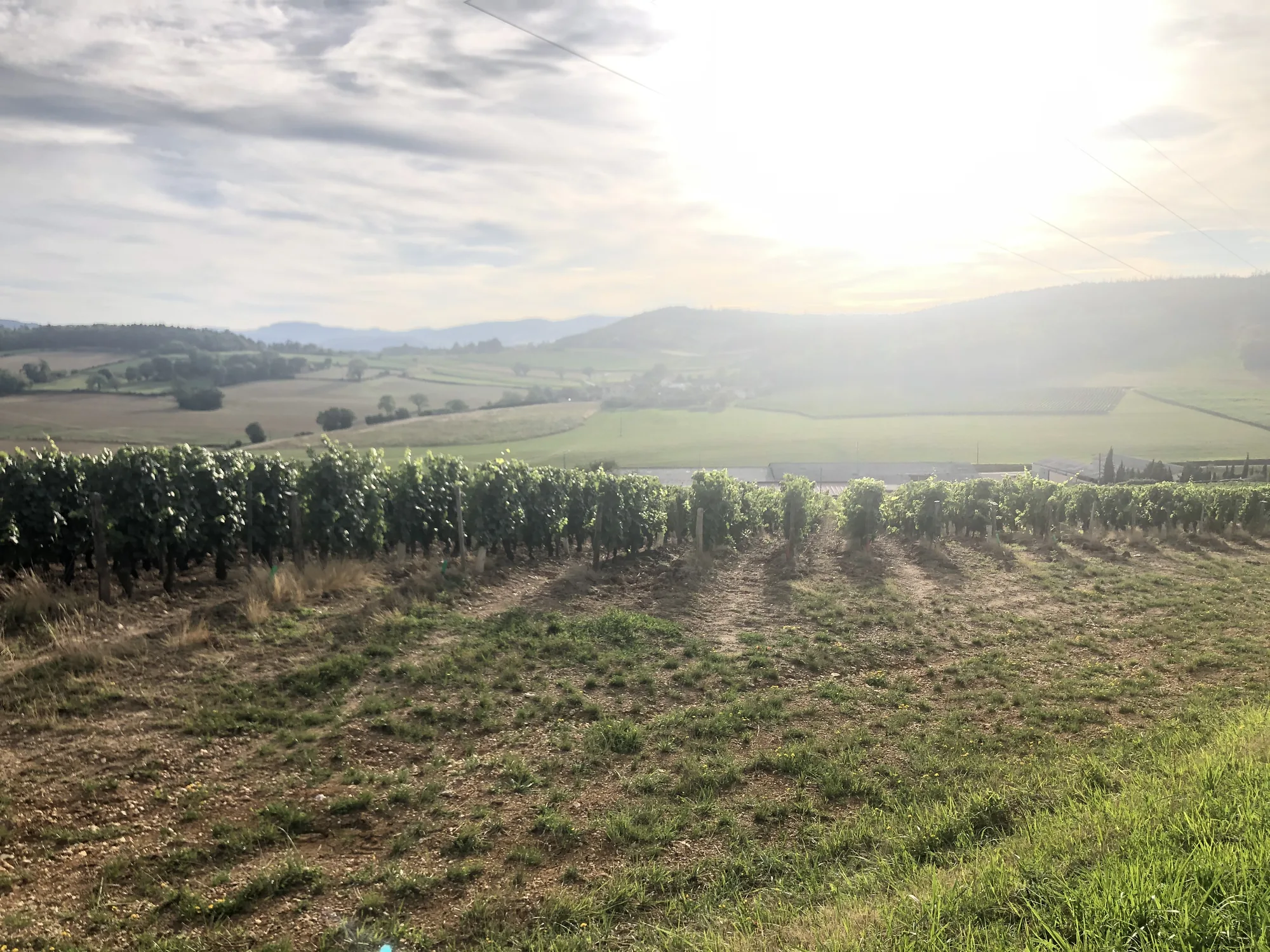 Les coteaux de vignes au soleil du soir Les coteaux de vignes au soleil du soir