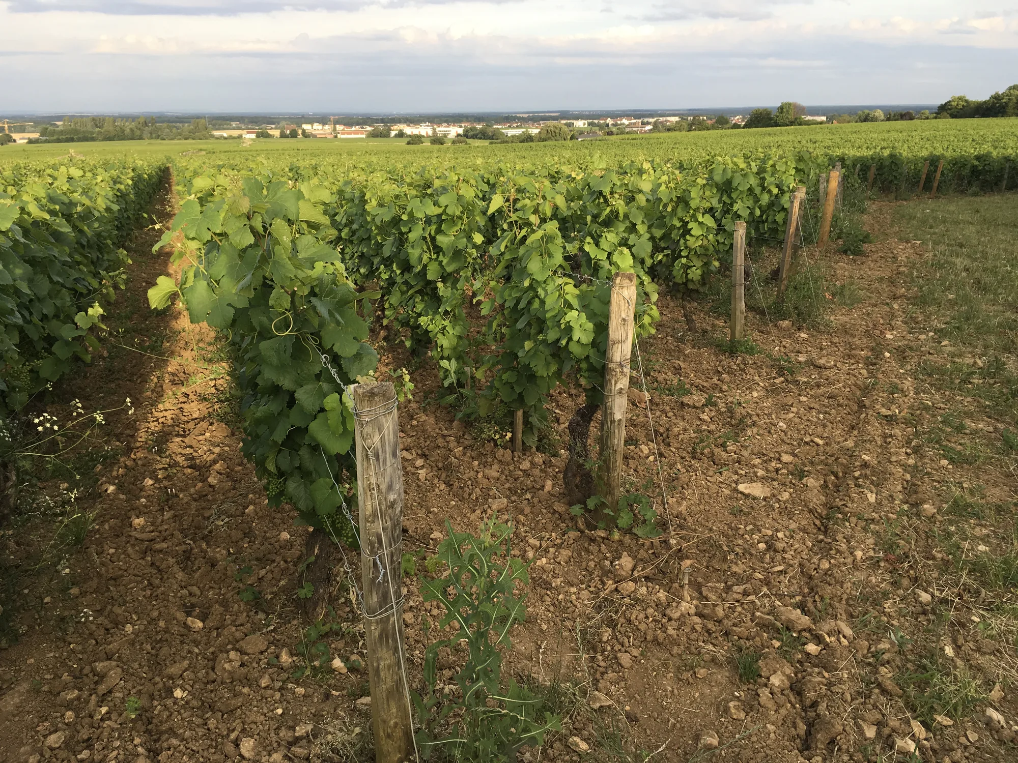 Les vignes aux portes de Dijon, en été Les vignes aux portes de Dijon, en été